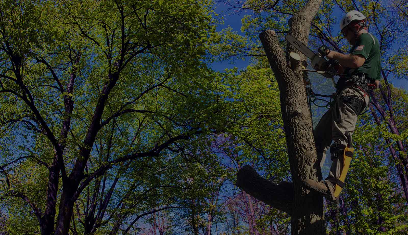 Cincinnati’s Arboriculture Specialists